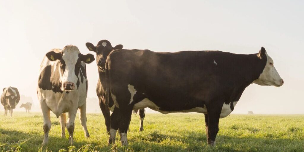 Two cows standing on a grassy field during daylight.