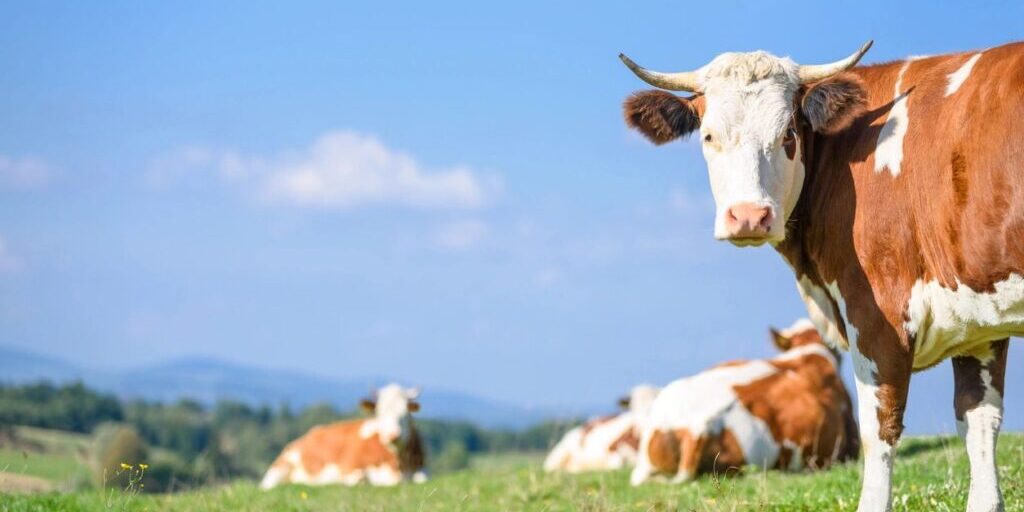 Cows resting on a green grassy field under a clear blue sky.